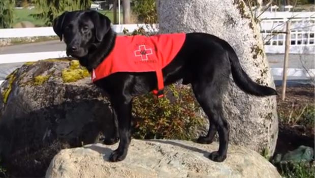 Photo of Dogs: A Different Kind of CGM
