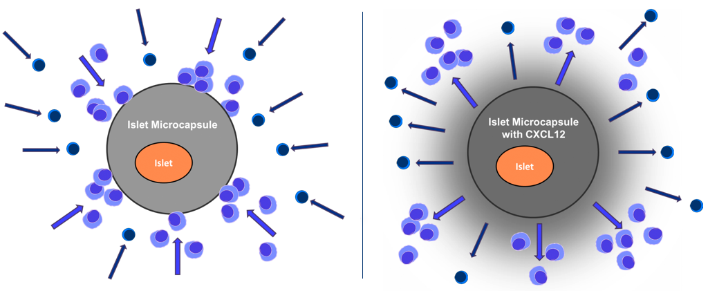 The Yin and Yang of lymphocytes (“killer” cells): they will attack and destroy transplanted tissue they see as foreign. Concentrated levels of CXCL12 surrounding the islets repel the cells, preserving islets while they mature.